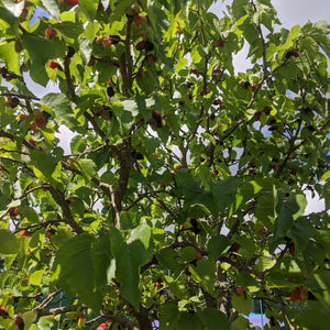 'Repsime' Mulberry Tree Soft Fruit