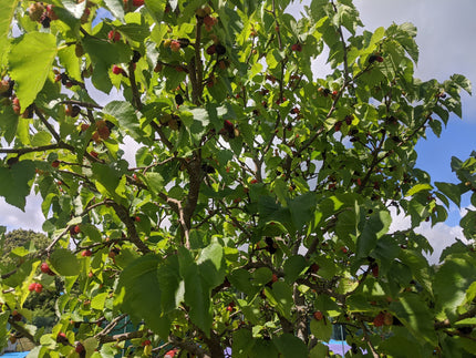 'Wellington' Mulberry Tree Soft Fruit