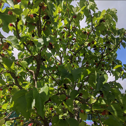 'Wellington' Mulberry Tree Soft Fruit