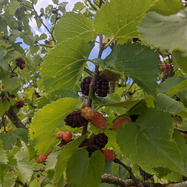 'Repsime' Mulberry Tree Soft Fruit