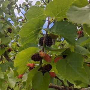 'Wellington' Mulberry Tree Soft Fruit