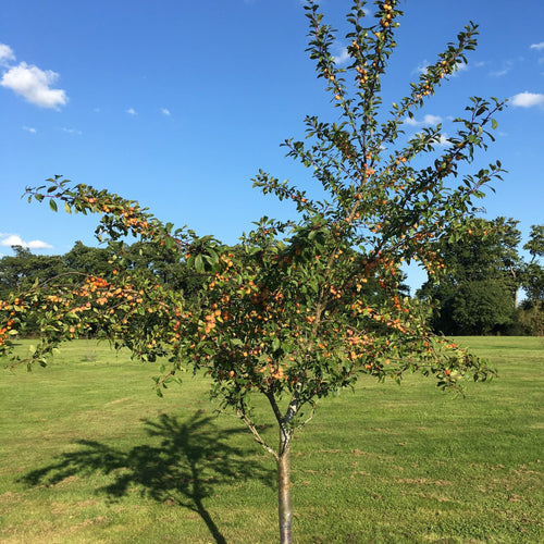 Mirabelle De Nancy Plum Tree Fruit Trees