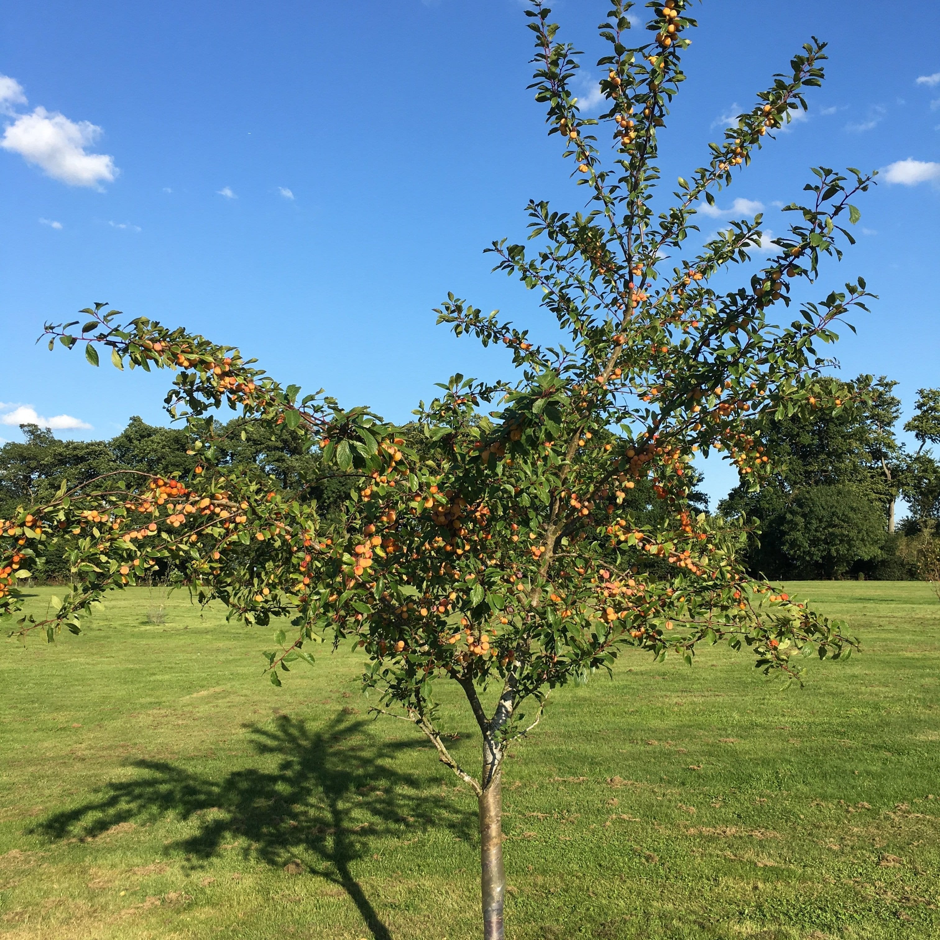 Mirabelle Tree Mirabelle Plum Tree