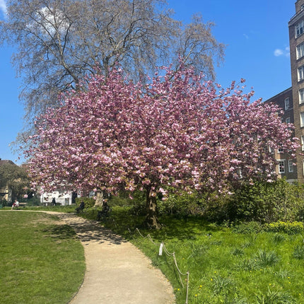 Cheal's Weeping Cherry Blossom Tree | Prunus Kiku Shidare Zakura Ornamental Trees