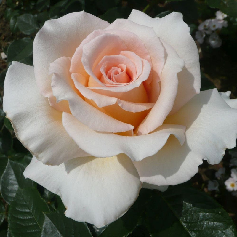 Isn't She Lovely' Hybrid Tea Rose Shrubs