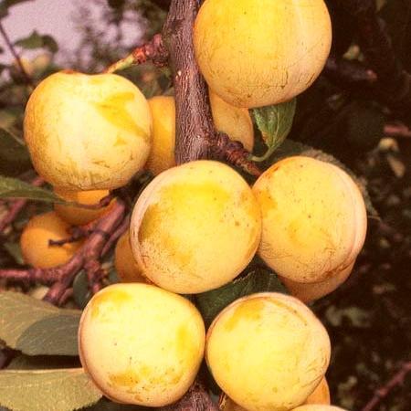 Imperial Gage' Plum Tree Fruit Trees