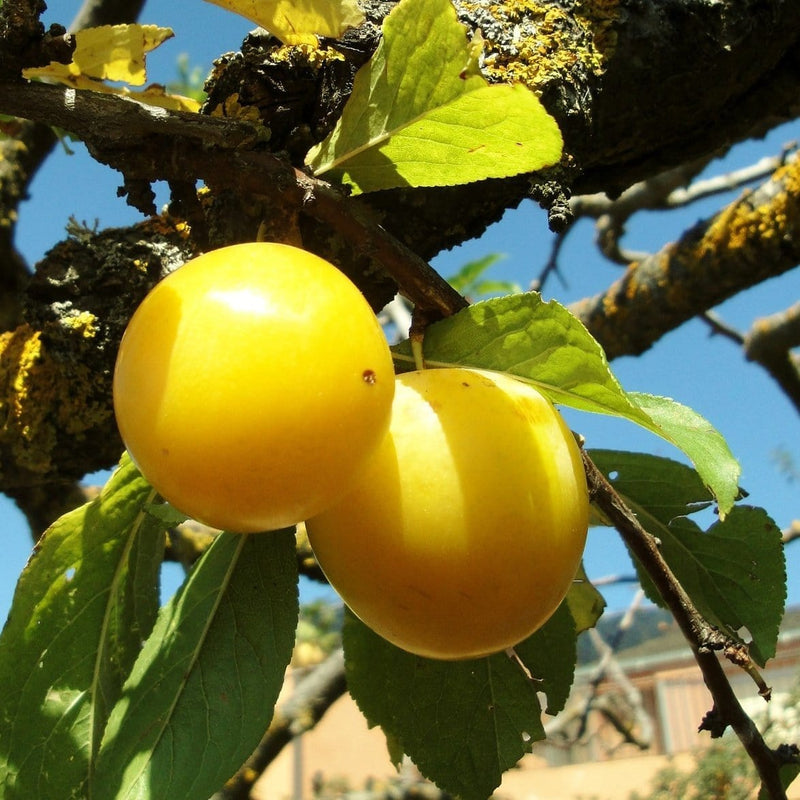 Imperial Gage' Plum Tree Fruit Trees