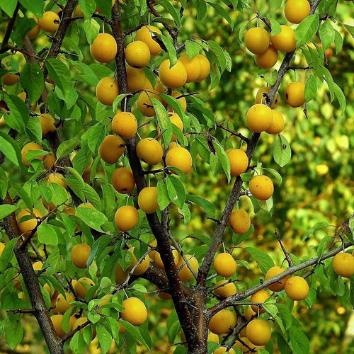 Imperial Gage' Plum Tree Fruit Trees
