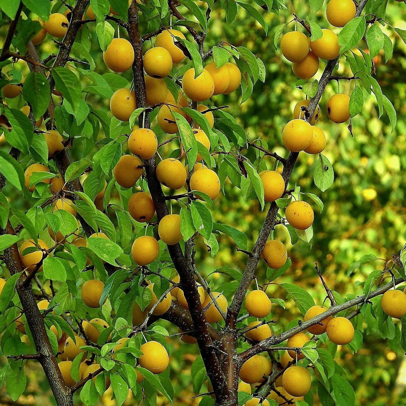 Imperial Gage' Plum Tree Fruit Trees