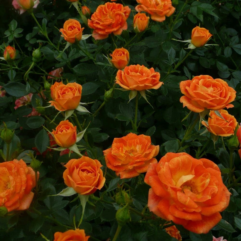 Irish Eyes' Floribunda Rose Shrubs