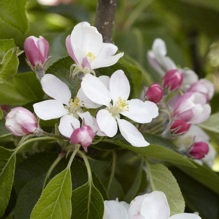 James Grieve Apple Tree | Dwarfing Rootstocks Fruit Trees