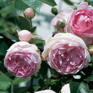 Jasmina' Climbing Rose Shrubs