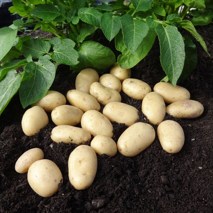 Seed Potato Starter Pack | Ideal for Beginners | Growers' Choice Vegetables