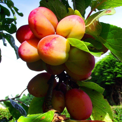 Jubilee' Plum Tree Fruit Trees