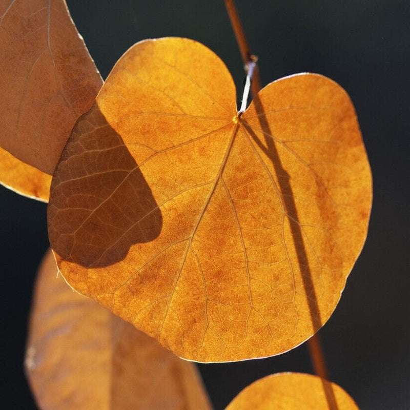 Judas Tree | Cercis siliquastrum Ornamental Trees