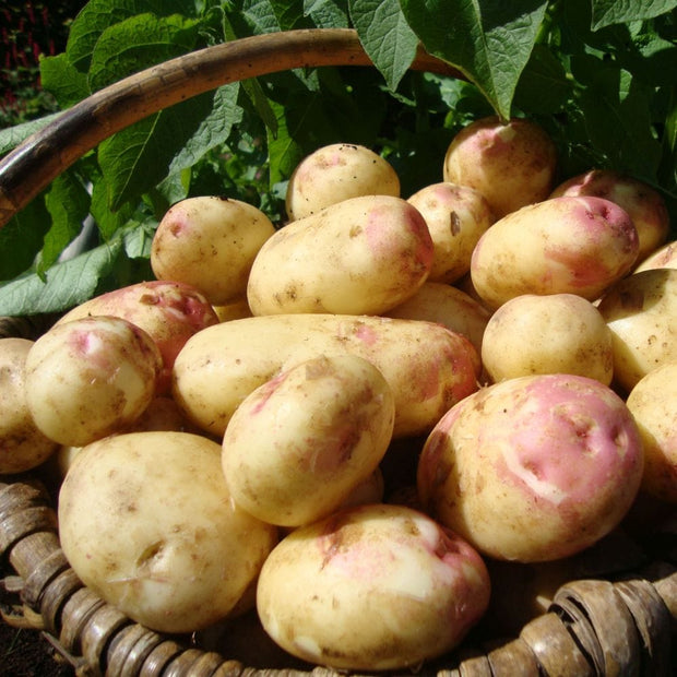 'King Edward' Maincrop Seed Potatoes Vegetables