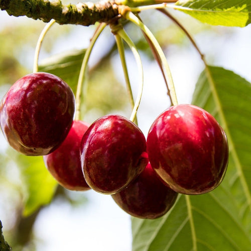Karina' Cherry Tree Fruit Trees