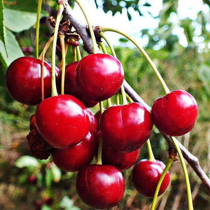 Karina' Cherry Tree Fruit Trees