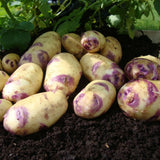 Kestrel' Second Early Seed Potatoes Vegetables