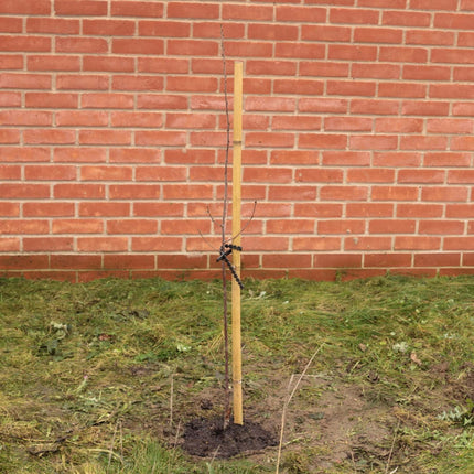 Full Tree Planting Kit | Extra Strong Stake, Supersoft Tie & Rootgrow™ Add ons