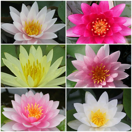 3 Best Water Lily Plants For Any Size Pond | Growers Choice Pond Plants