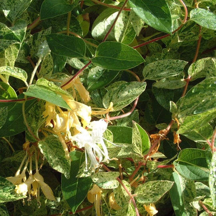 Honeysuckle 'Mint Crisp' | Lonicera Japonica | On a 90cm Cane in a 3L Pot Climbing Plants