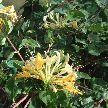 90cm Honeysuckle 'Sweet Sue' | Lonicera Periclymenum | 3L Pot Climbing Plants