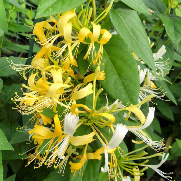 Honeysuckle 'Similis var. Delavayi' | Lonicera Similis | On a 90cm Cane in a 3L Pot Climbing Plants