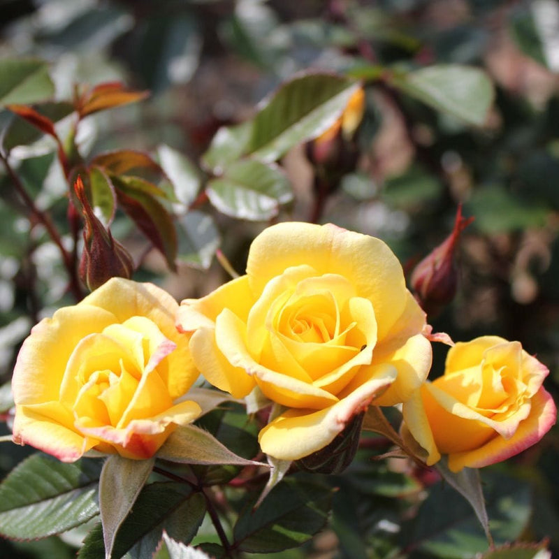 Laura Ford' Patio Climbing Rose Shrubs