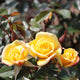 Laura Ford' Patio Climbing Rose Shrubs