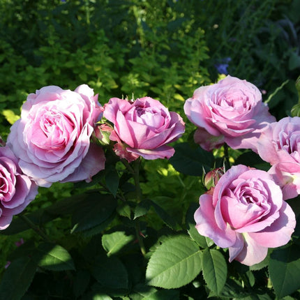 Lavender Ice' Patio Shrub Rose Shrubs