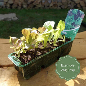 Quick Growing Salad Plant Collection Vegetables