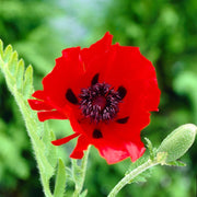 Papaver Orientalis 'Beauty of Livermere' | 3L Perennial Bedding