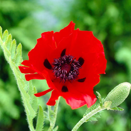 Papaver Orientalis 'Beauty of Livermere' | 3L Perennial Bedding