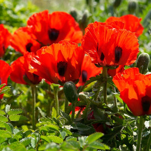 Papaver Orientalis 'Beauty of Livermere' | 3L Perennial Bedding