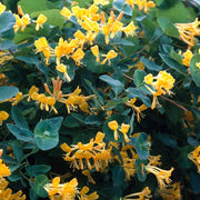 Tellmann's Honeysuckle' | Lonicera tellmanniana Climbing Plants