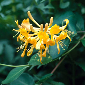 Tellmann's Honeysuckle' | Lonicera tellmanniana Climbing Plants