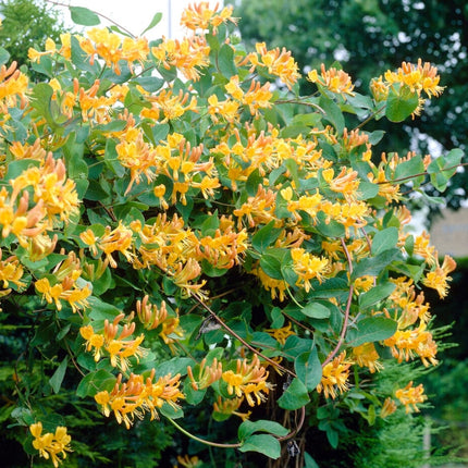 Tellmann's Honeysuckle' | Lonicera tellmanniana Climbing Plants