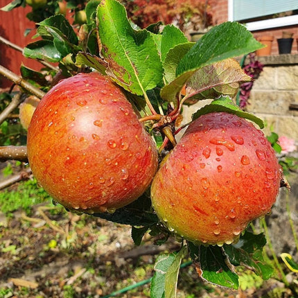 Lord Lambourne' Apple Tree Fruit Trees