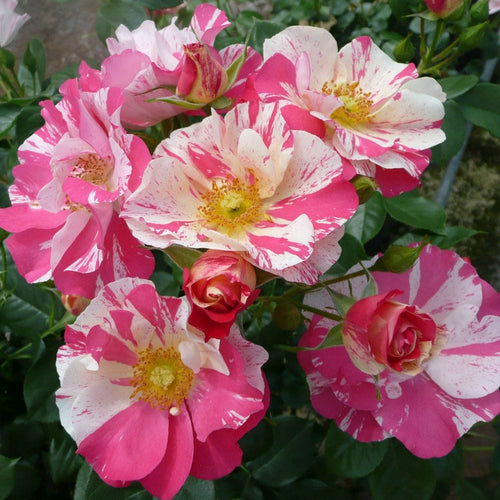 Mind Games' Floribunda Rose Shrubs