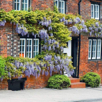 Wisteria floribunda 'Macrobotrys' | Japanese Wisteria | On a 90cm Cane in a 3L Pot Climbing Plants