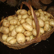 'Maris Peer' Second Early Seed Potatoes Vegetables