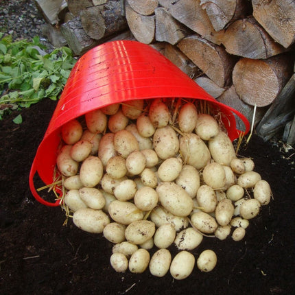 'Maris Piper' Maincrop Seed Potatoes Vegetables
