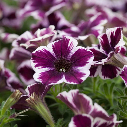 20cm Petunia 'Miss Marvelous' | 1L Pot Annual Bedding