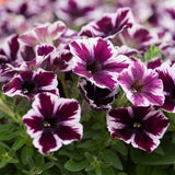 20cm Petunia 'Miss Marvelous' | 1L Pot Annual Bedding