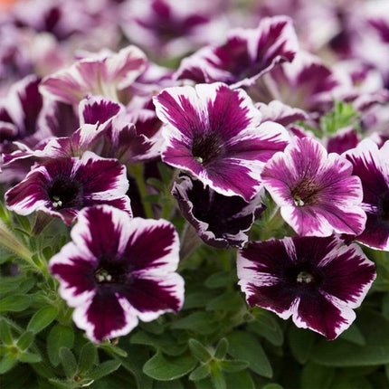 20cm Petunia 'Miss Marvelous' | 1L Pot Annual Bedding