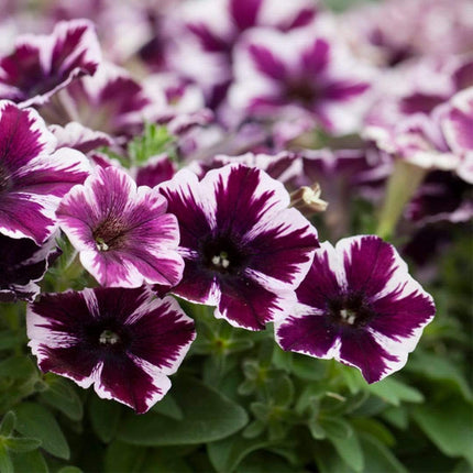 20cm Petunia 'Miss Marvelous' | 1L Pot Annual Bedding