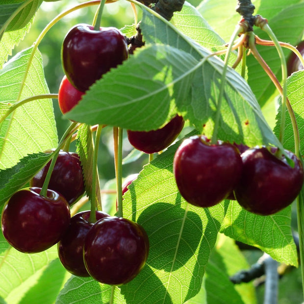 Merchant' Cherry Tree Fruit Trees