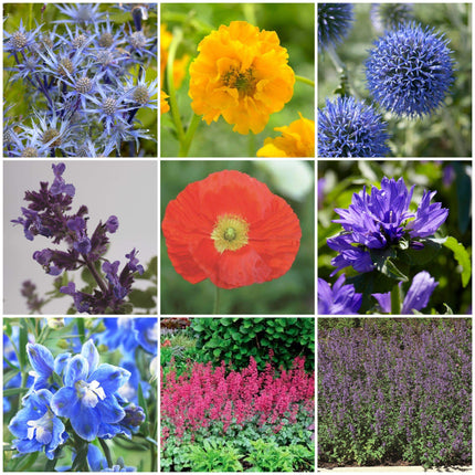 12 Mixed Perennial Plants | Extra Value Pack Perennial Bedding