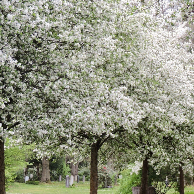 Montreal Beauty' Crabapple Tree Ornamental Trees